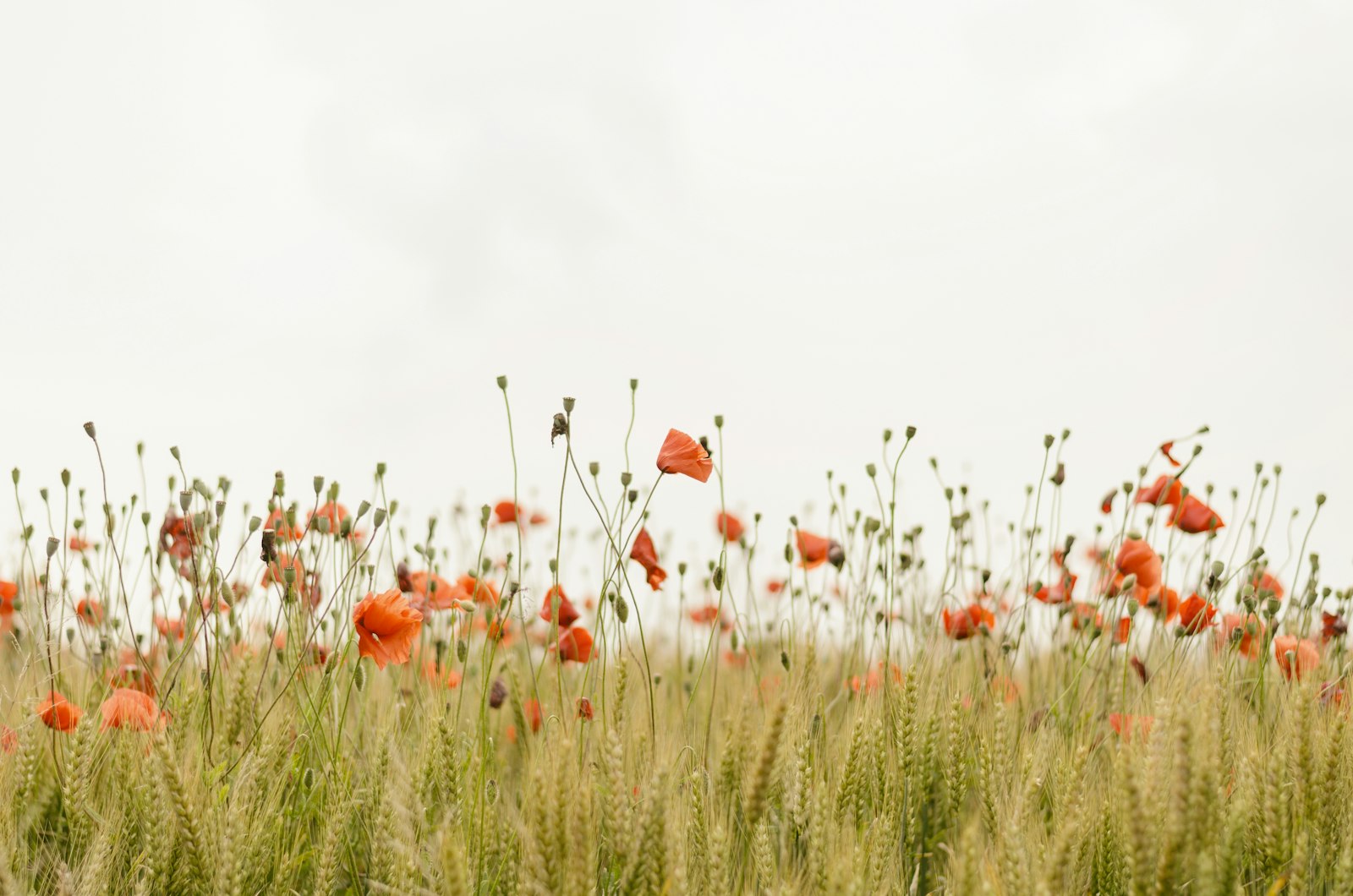 Field of red poppies representing remembrance and compassionate support